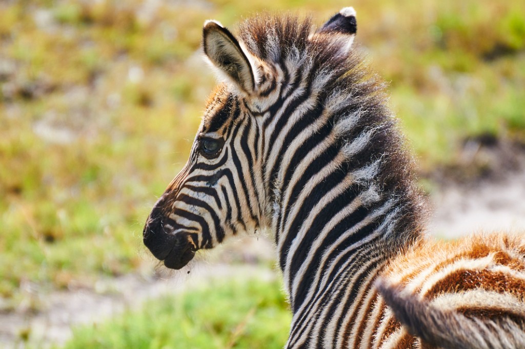 Baby zebra